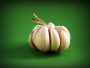 Garlic – Fall is the Time to Plant