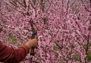 pruning pink apple blossoms