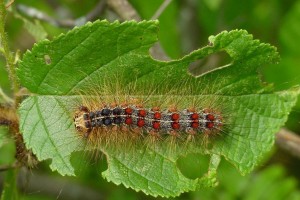 Spongy Moth Caterpillar-photo credit Bill McNee WI DNR
