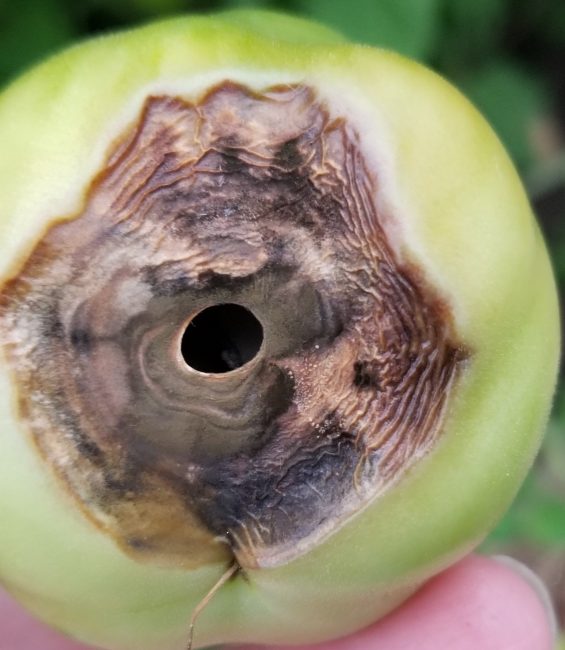 Blossom End rot on green tomato