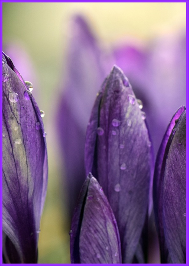 purple flowers with raindrops