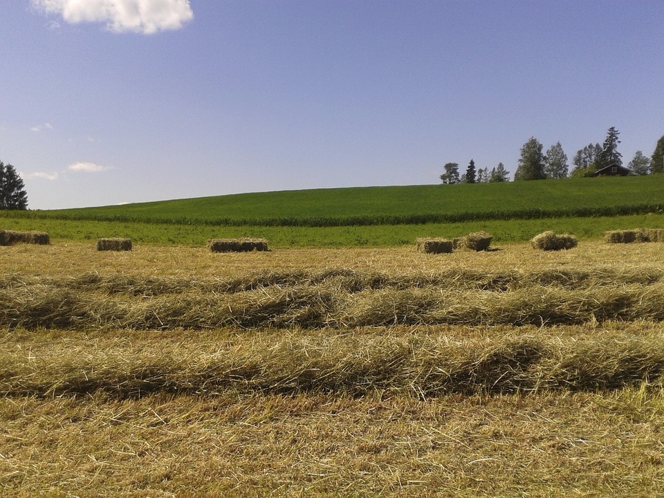 Hay field