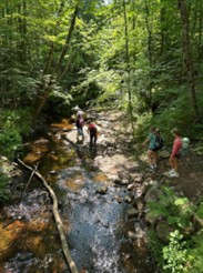 Hiking Forest