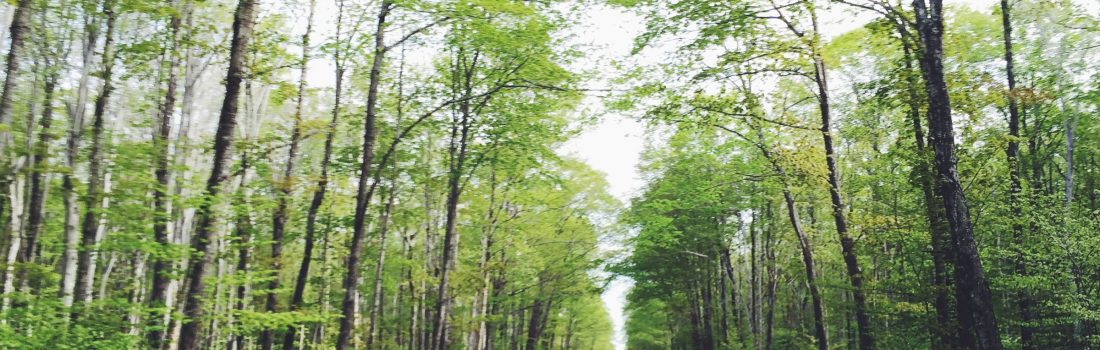 Car driving in the woods.